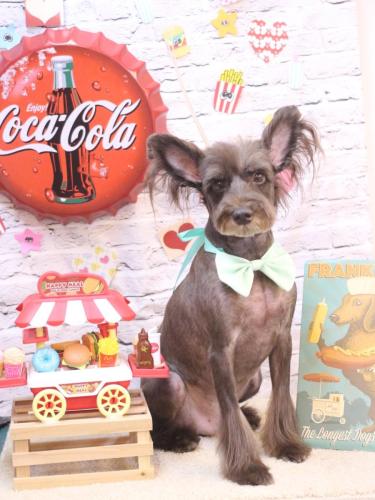 20230924コットンくん